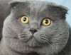 Копия Cat_1.jpg