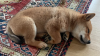 shiba_inu_musk.png