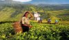 sri_lanka_tea.jpg