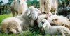sheep.jpg