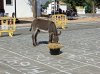 donkey.jpg