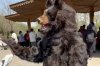zoo-bear.jpg