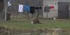 beaver.jpg