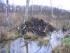 beaver_house.jpg