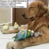 dog_birds.jpg